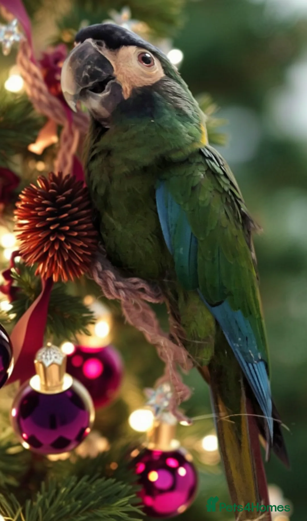 Macaws birds for sale: Golden collard Macaw Yellow collard Macaw  - Advert 4