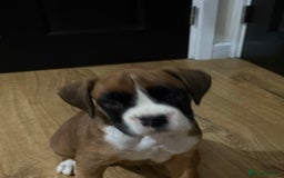 Boxer dogs for sale: Bouncy beautiful boxers  - Image 14