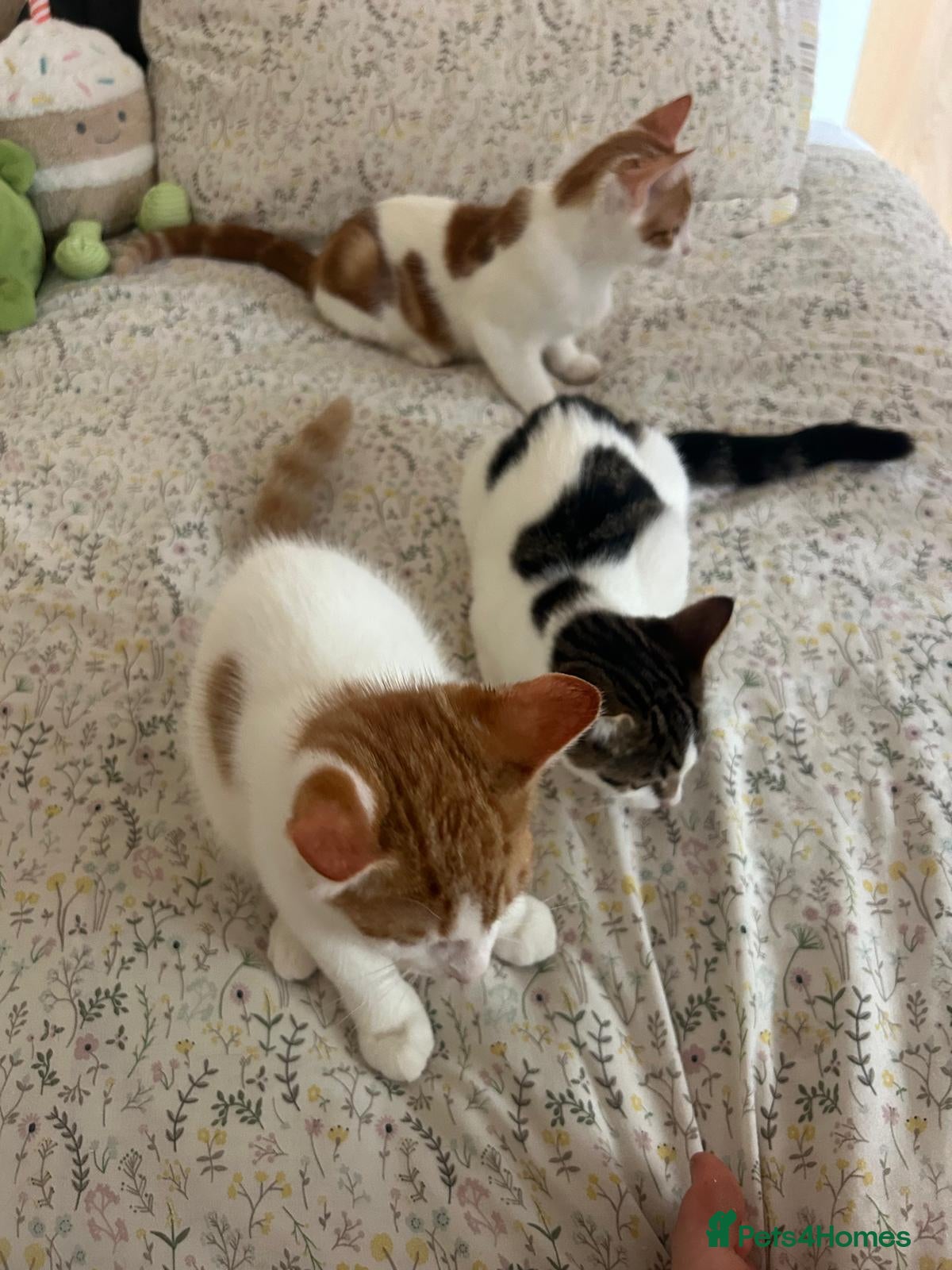 Mixed Breed cats 3 playful kittens ready for their new homes - Advert 1