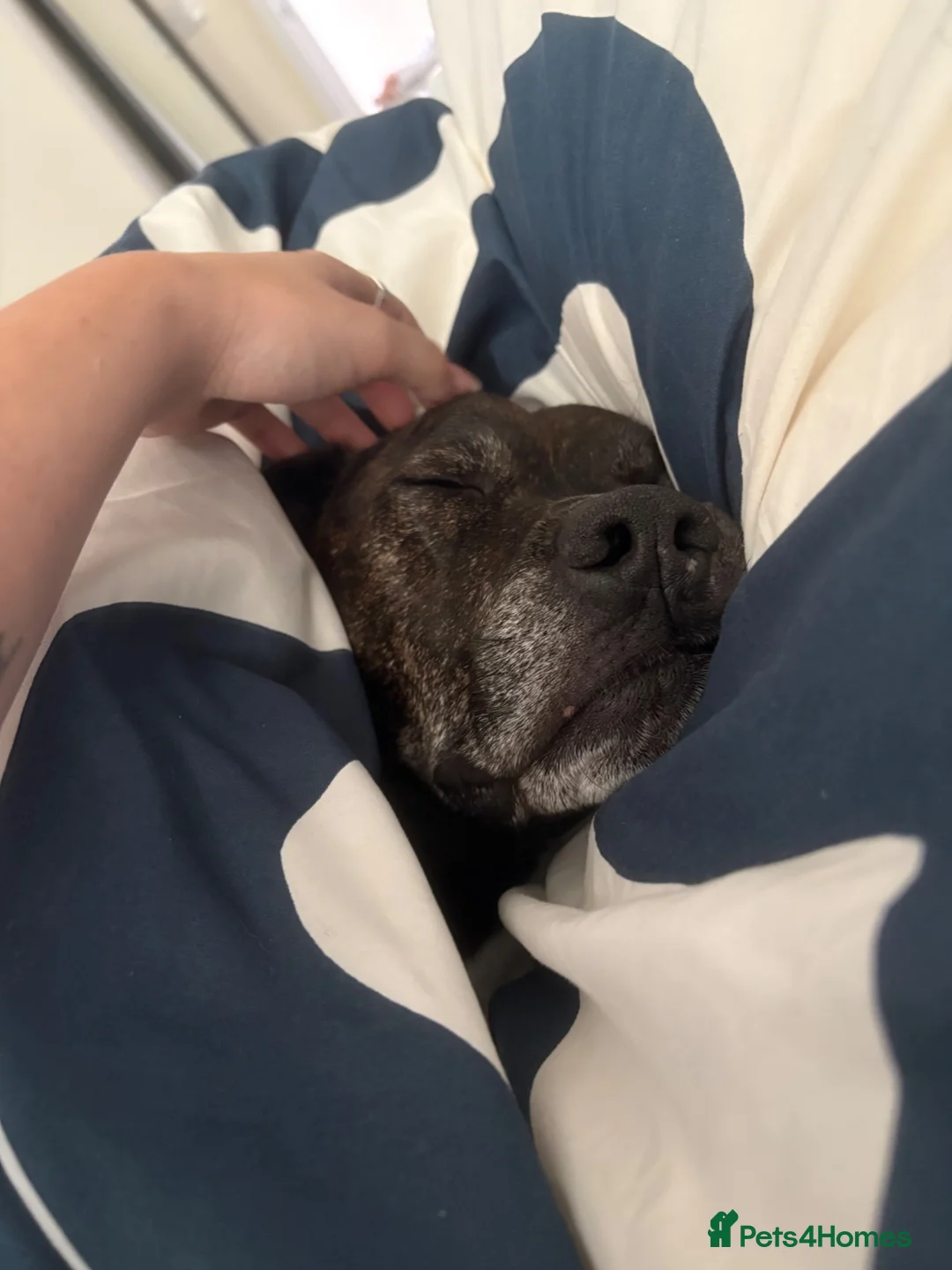 Mixed Breed dogs for sale: Mali, 7 year old staffie cross!  - Advert 7