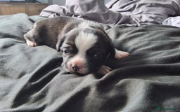 Mixed Breed dogs for sale: Frenchie cross chihuahua  - Image 8