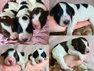 Cockapoo dogs Parti Roan F1 Cockapoos. Choc & Black. DNA Tested - Advert 12