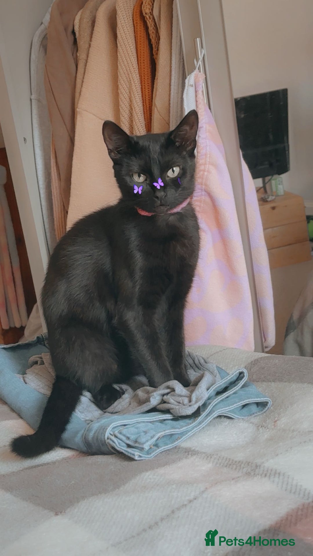 American Shorthair cats for sale: Luna needs a new home  - Image 1