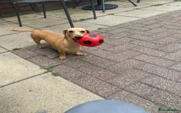 Miniature Dachshund dogs for stud: Cream/intensity kc reg smooth hair Mini dachshund  - Image 2