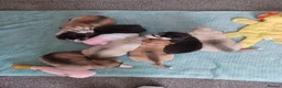 Siberian Husky dogs for sale: 🩵2 beautiful siberian husky boys left🩵 - Advert 11