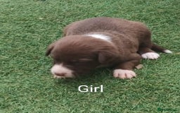 Borador dogs for sale: Beautiful litter of borador pups ready now - Image 3