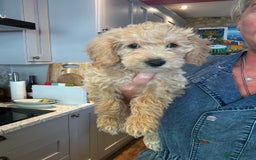 Cockapoo dogs for sale: F2b Cockapoo well handled & social  - Image 14