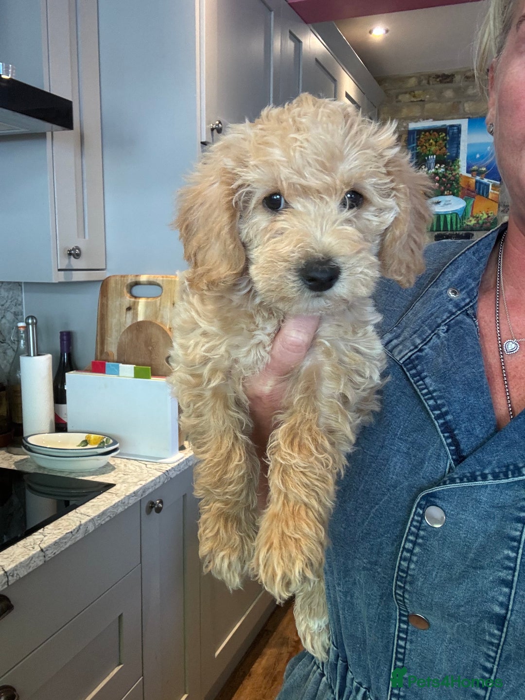 Cockapoo dogs for sale: F2b Cockapoo well handled & social  - Image 14