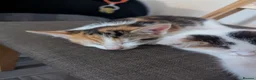 Mixed Breed cats for sale: Female kittens 9 weeks ready to leave  - Advert 9