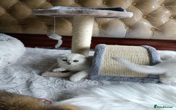 British Shorthair cats for sale: Scottish Fold and Straight kittens  - Image 8