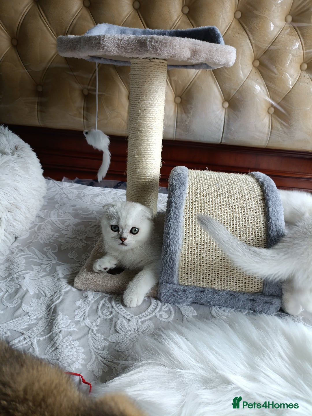 British Shorthair cats for sale: Scottish Fold and Straight kittens  - Image 8
