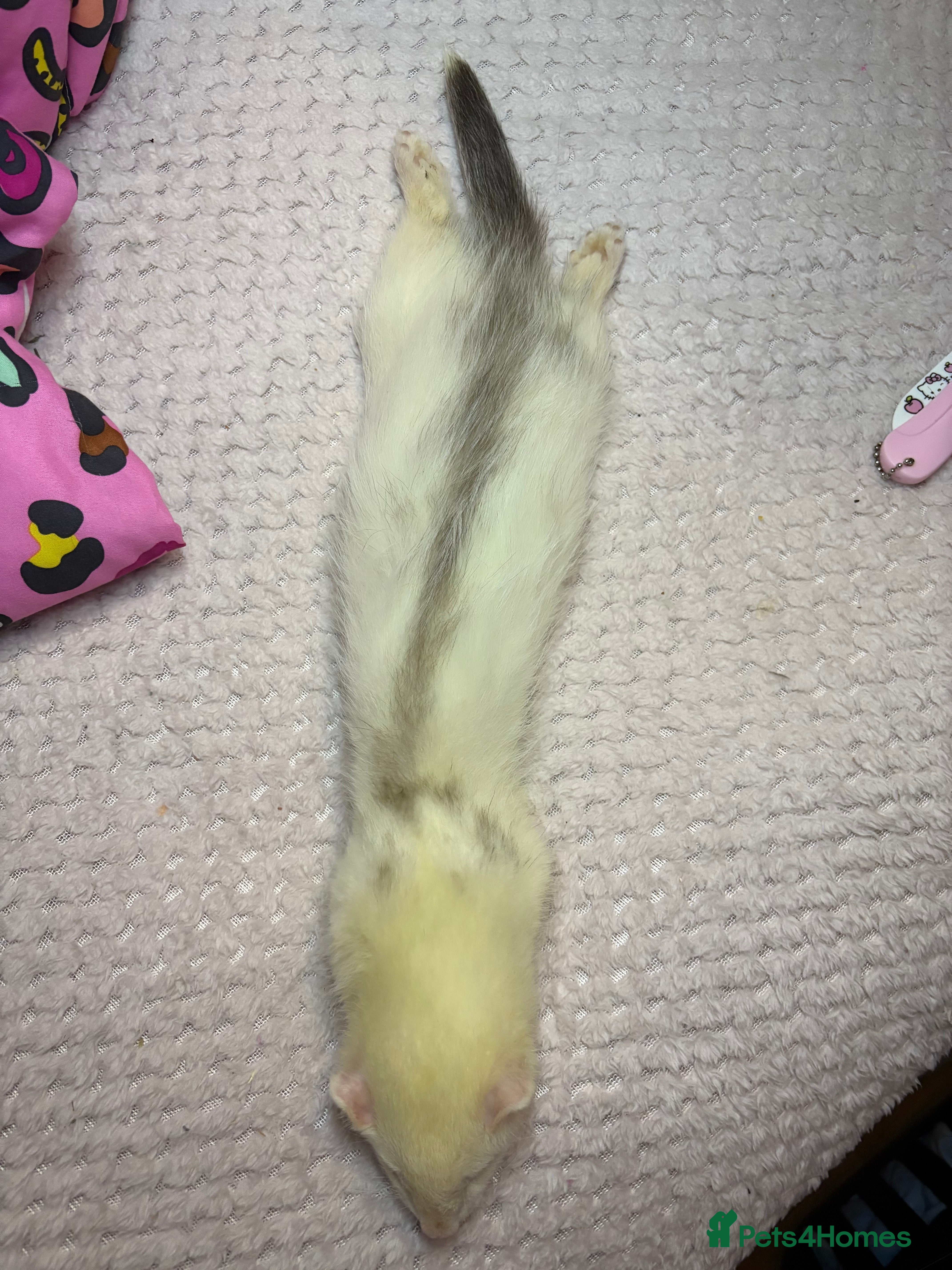 Ferret rodents Lilac and white semi angora hob - Advert 8