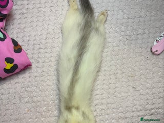 Ferret rodents Various ferret kits for sale - Advert 3