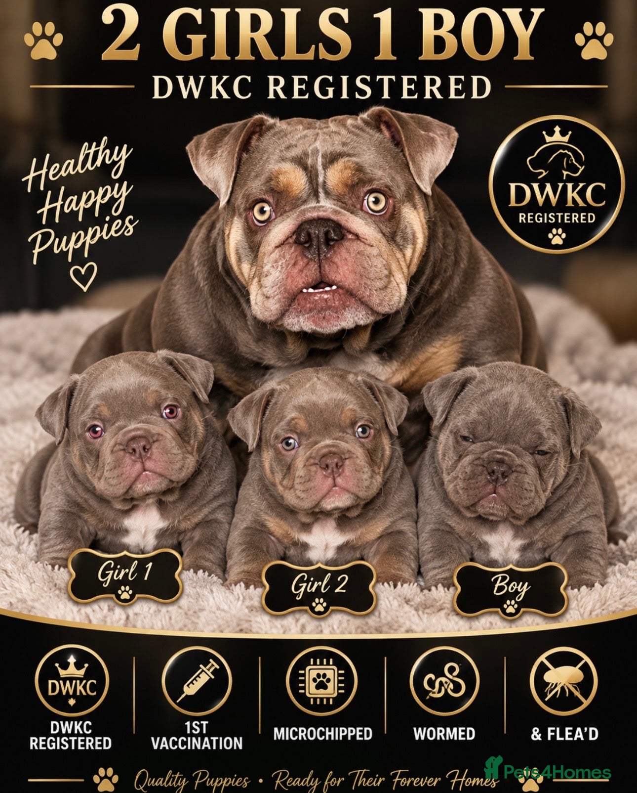 Olde English Bulldogge dogs Outstanding litter of bulldog puppies - Advert 1