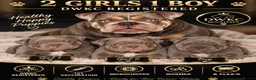Olde English Bulldogge dogs for sale: Outstanding litter of bulldog puppies - Advert 1