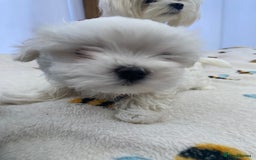 Maltese dogs for sale: Mini Maltese puppies  - Image 10