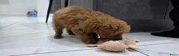 Toy Poodle dogs for sale: Toy poodle x Asian puppy 11 weeks in Bromley - Advert 11