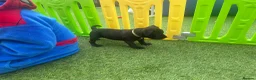 Staffordshire Bull Terrier dogs for sale: **KC reg*22 Champions* staffy pups - Advert 5