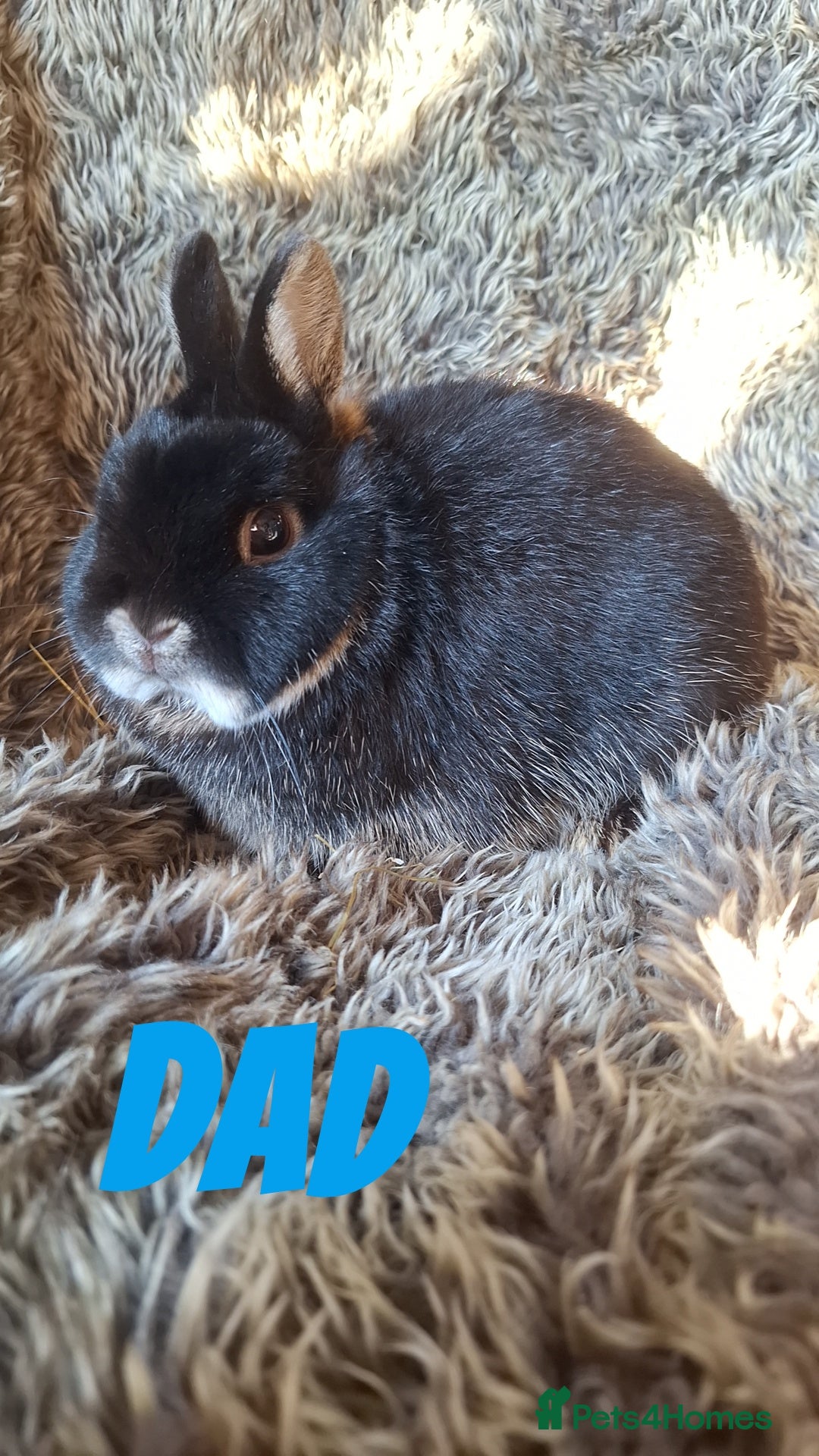 Netherland Dwarf rabbits for sale: Baby Netherland Dwarfs  - Advert 15