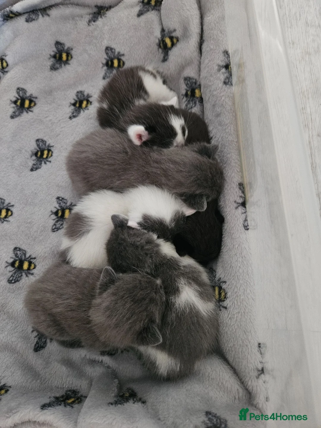 Mixed Breed cats for sale: 5 beautiful kittens - Advert 16