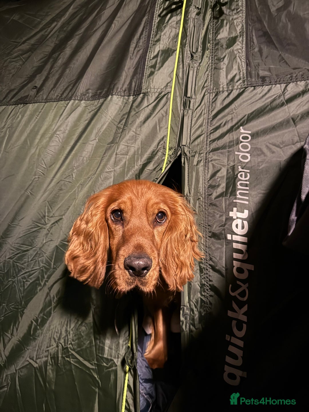 Cocker Spaniel dogs for sale: Chunky Show Cocker Spaniel Puppies 🤩🥰 - Advert 3