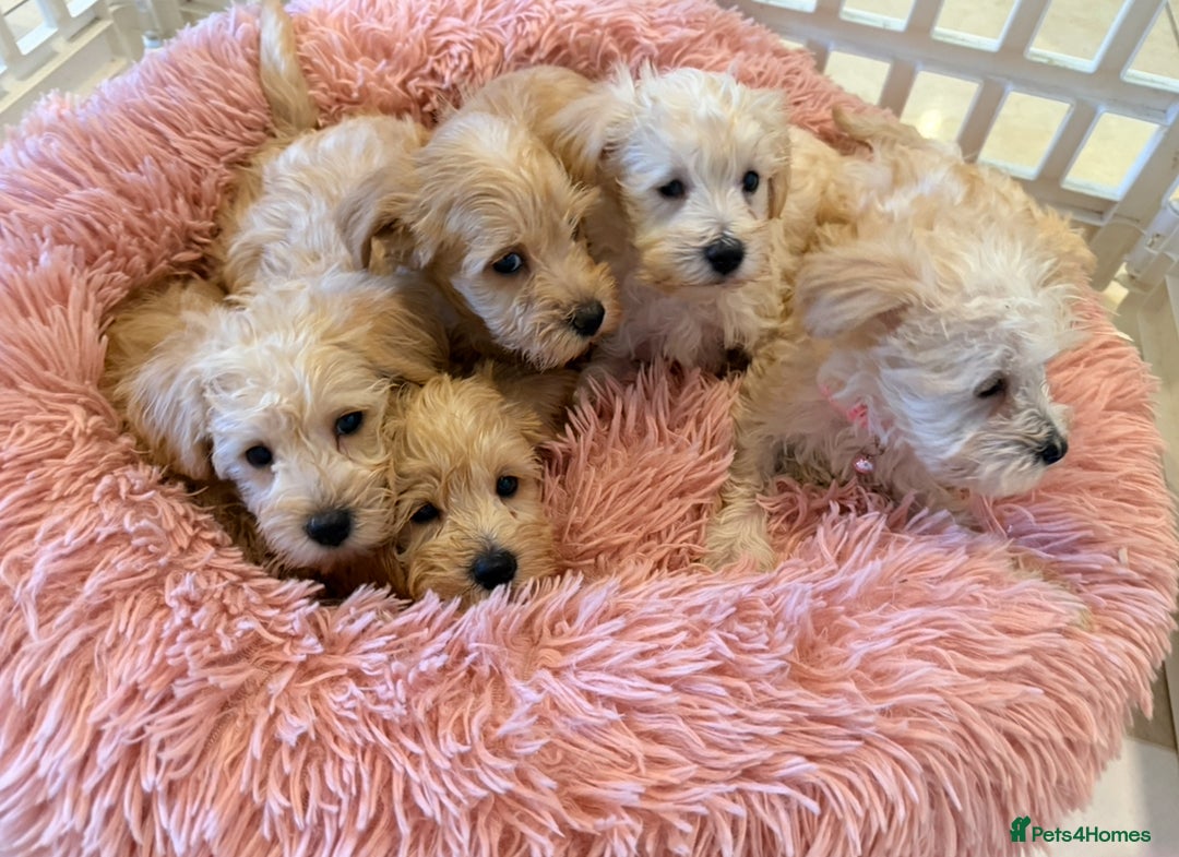 Mixed Breed dogs for sale: Toy/Mini Schnoodle Puppies  - Advert 3