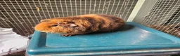 Guinea Pig rodents for sale: Teddy boars & sows  in Wotton-under-Edge - Advert 4