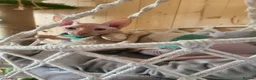 Sphynx cats for sale: Last Canadian sphynx looking for a loving home  - Advert 10