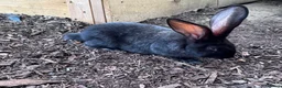 Continental Giant rabbits for sale: 8 Continental Giant Babies - Advert 12