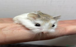 Hamster rodents for sale: Dwarf robrovski hamster babies  - Image 18