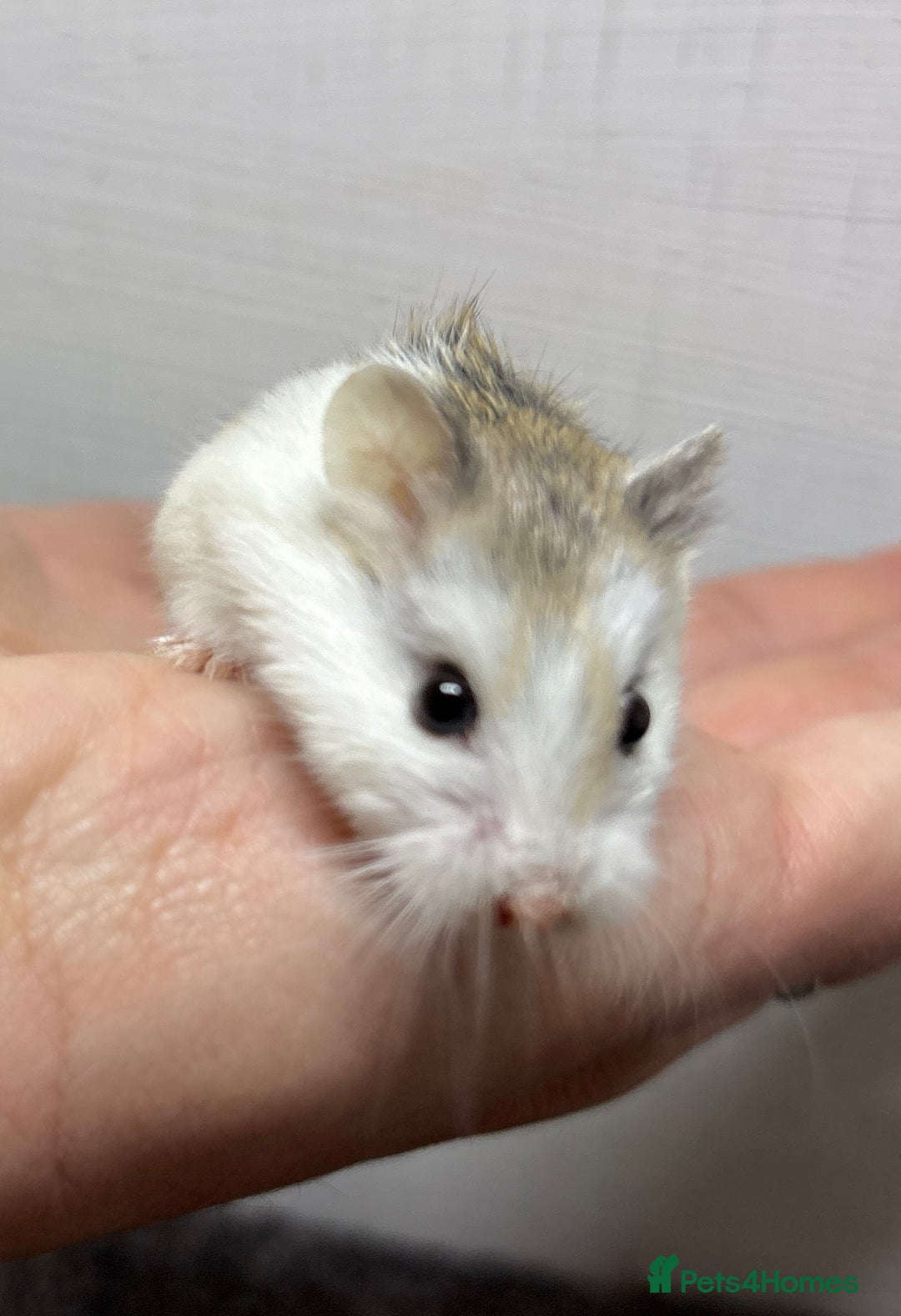 Hamster rodents for sale: Dwarf robrovski hamster babies  - Image 18