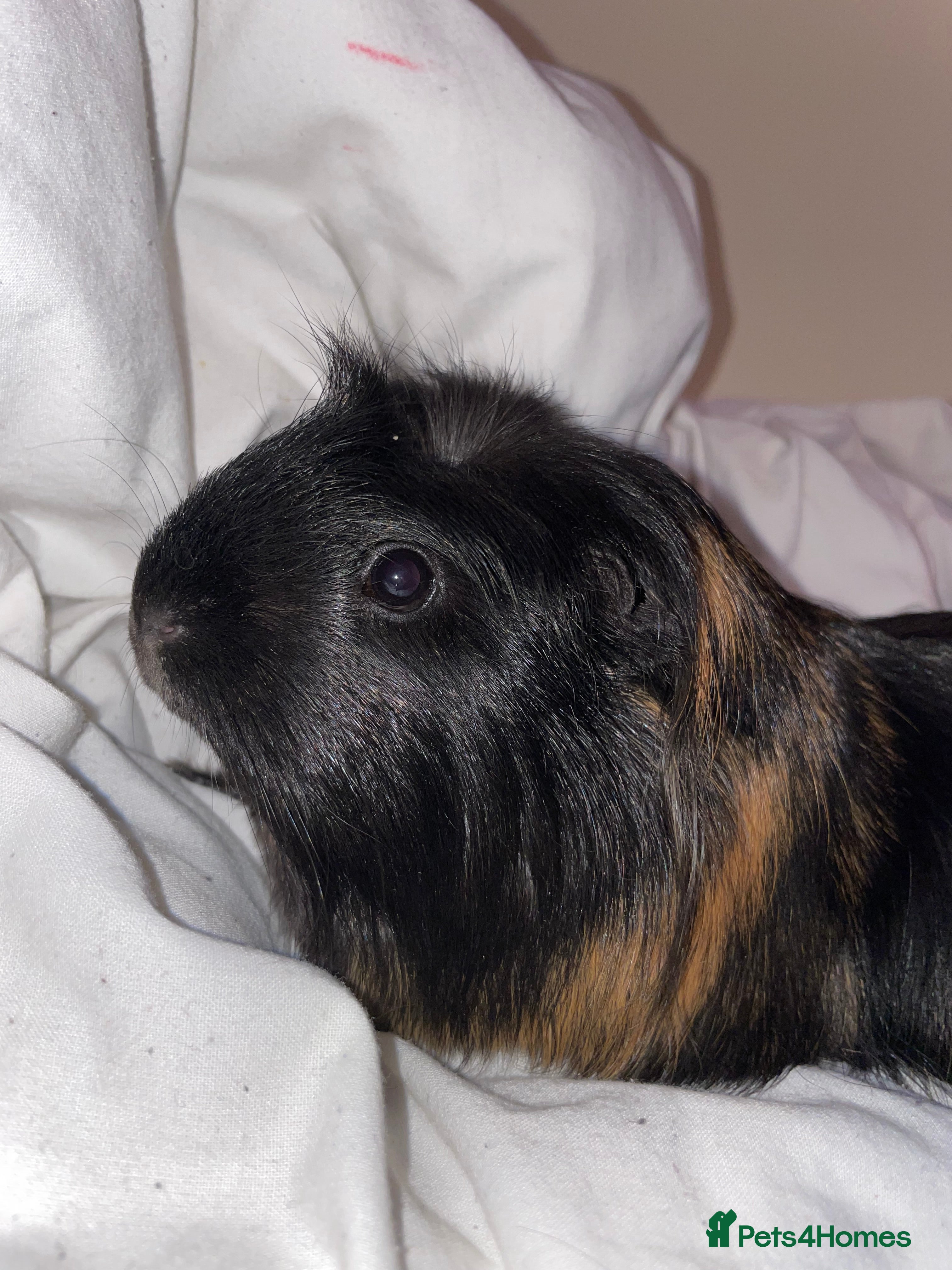 Guinea Pig rodents female piggy looking for a friend  - Advert 12