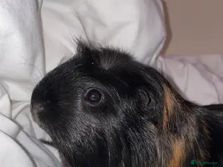 Guinea Pig rodents female piggy looking for a friend - Advert 12