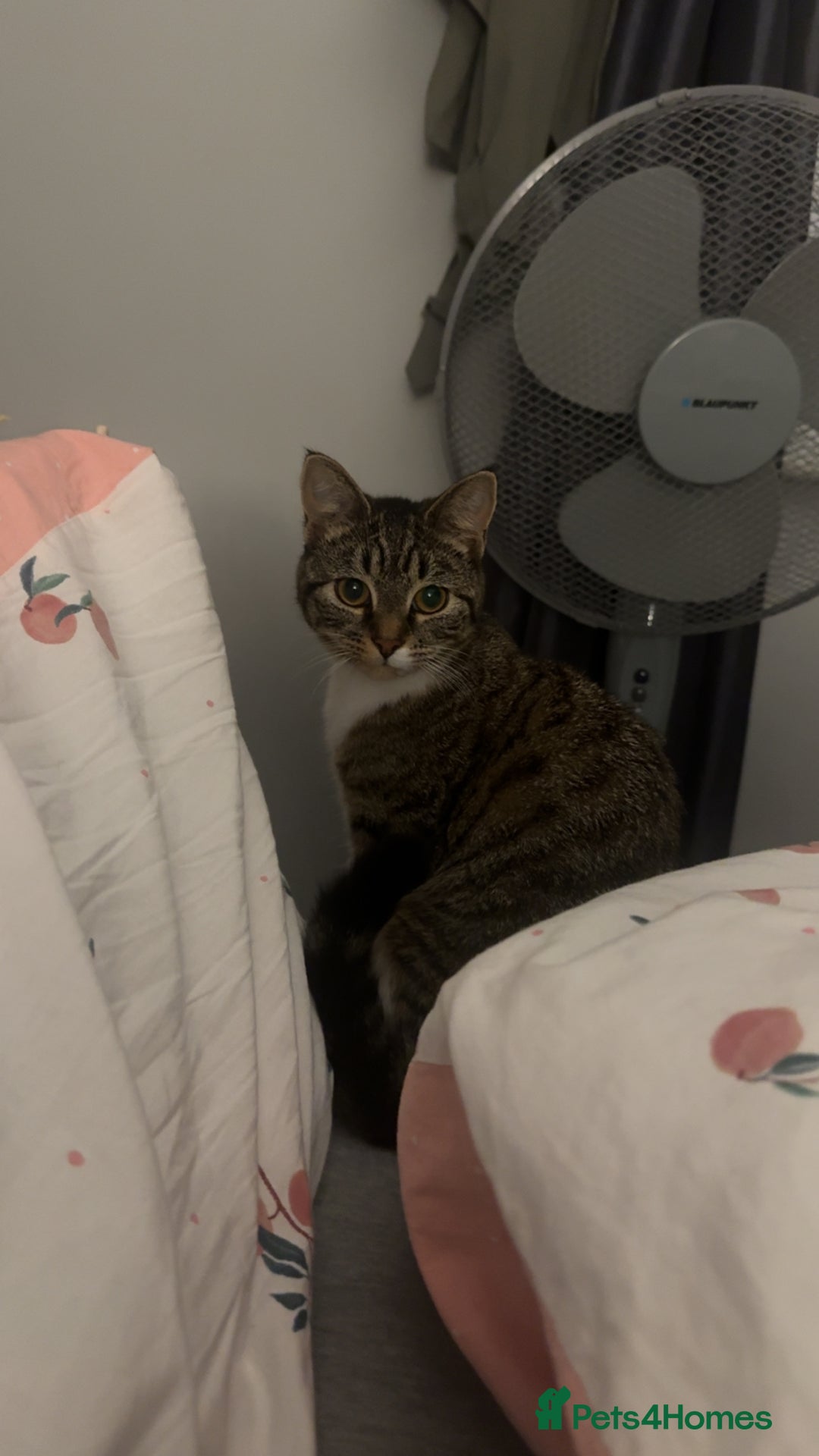 Bengal cats for sale: Bengal cross  - Image 1