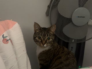 Bengal cats - Advert 17