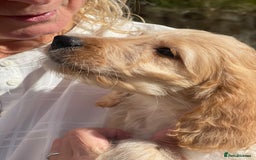 Irish Doodle dogs for sale: Beautiful Irishdoodles - Image 9