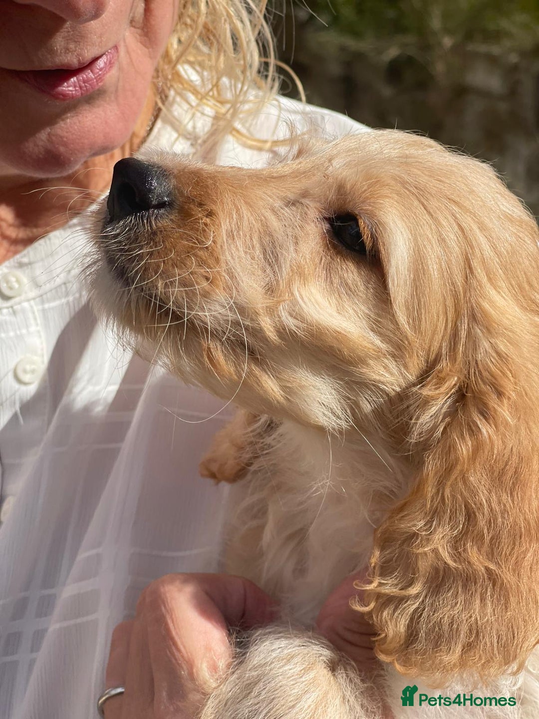 Irish Doodle dogs for sale: Beautiful Irishdoodles - Image 9