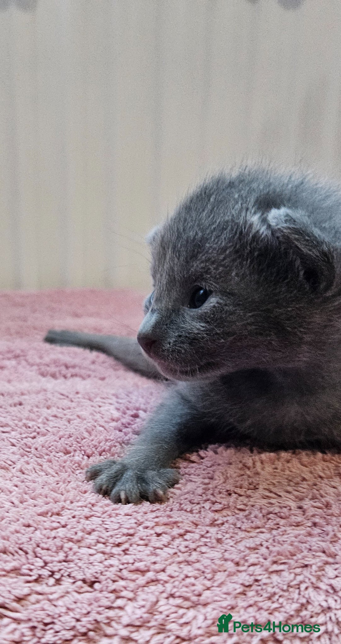 Russian Blue cats for sale: Russian Blue kittens 😸  - Advert 11