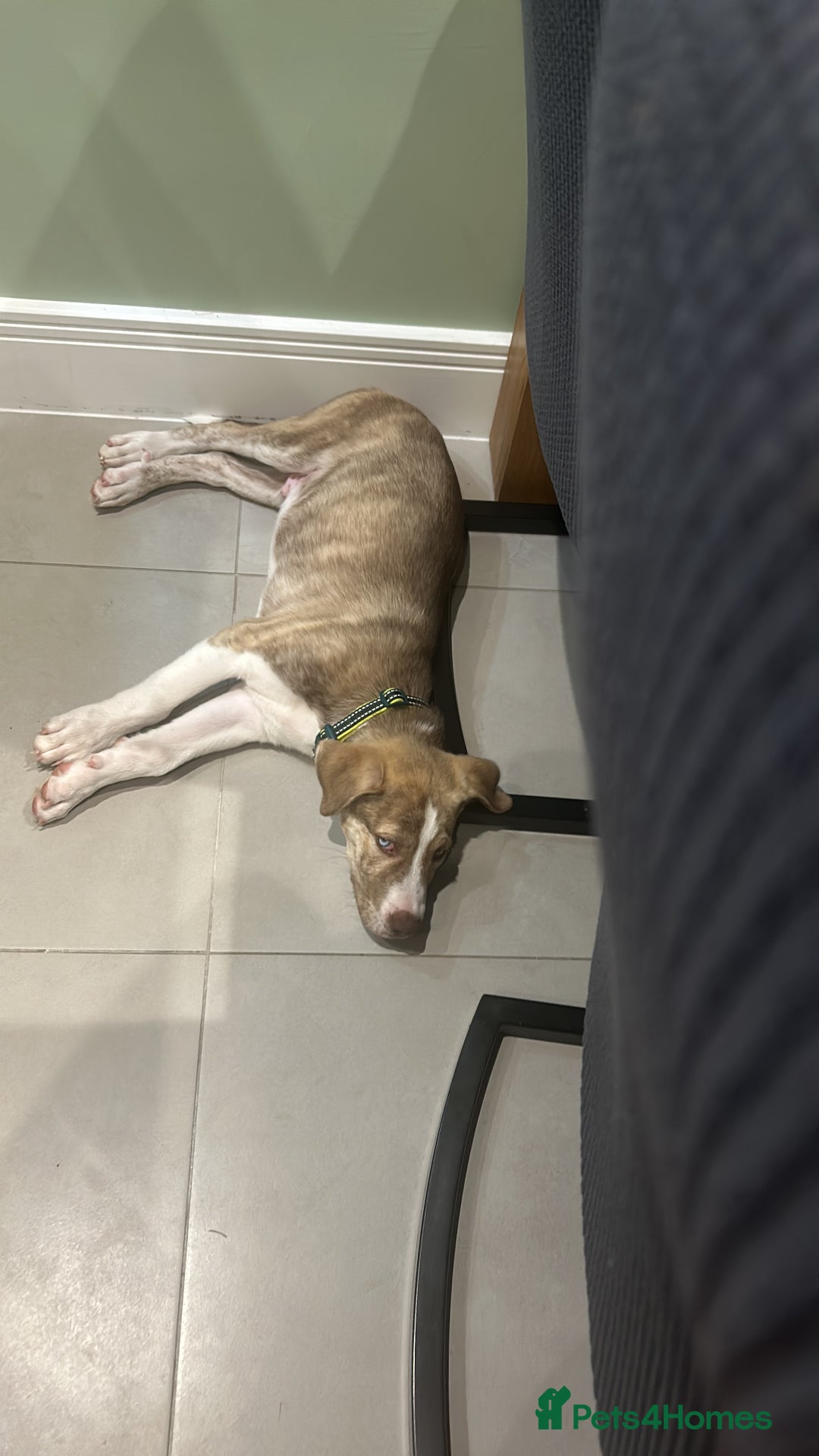 Mixed Breed dogs for sale: Dog for sale - Advert 10