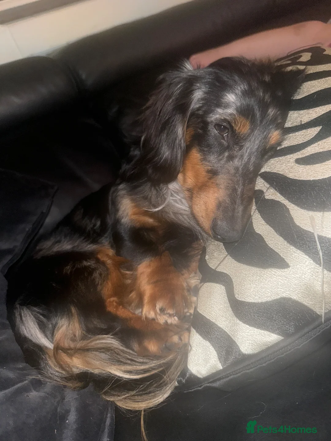 Miniature Dachshund dogs for sale: Kc reg silver dapple & tan male  - Advert 2