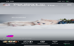 British Shorthair cats for sale: ✨Luxurious Premium Kittens ✨ - Advert 7