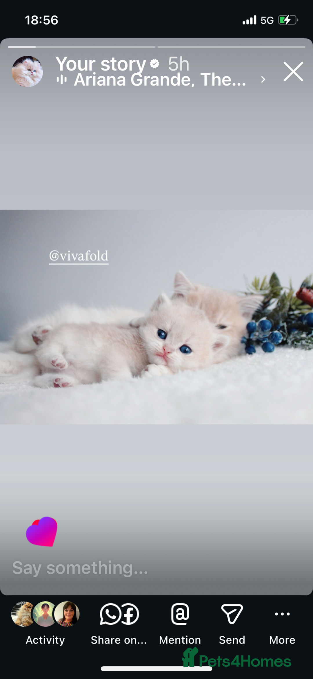 British Shorthair cats for sale: ✨Luxurious Premium Kittens ✨ - Advert 7