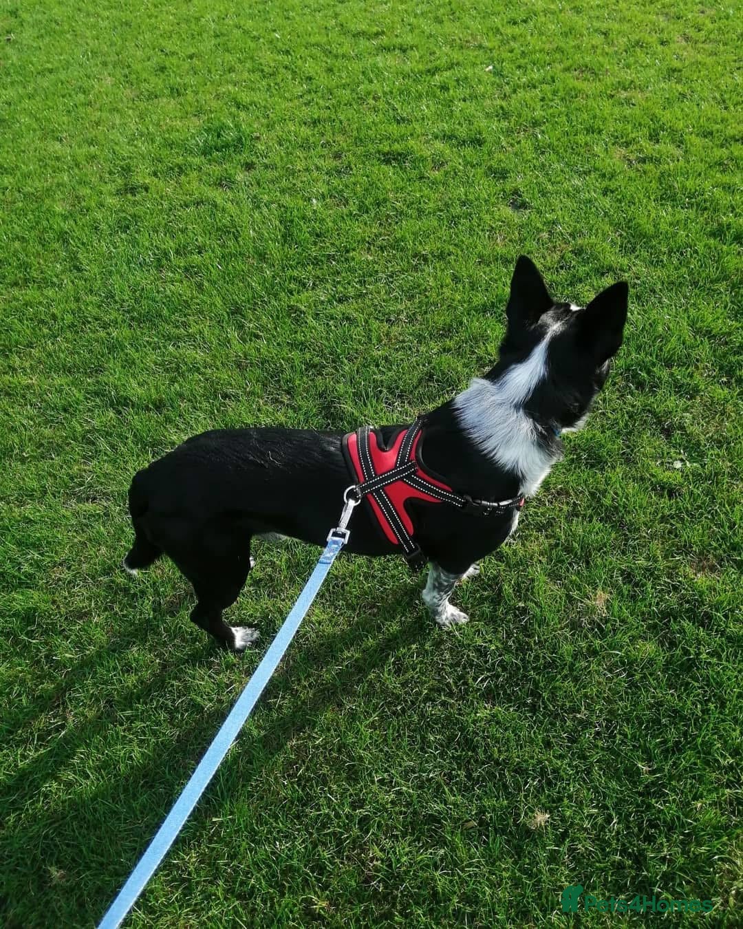 Border Collie dogs for sale: Border collie looking for new home - Image 7