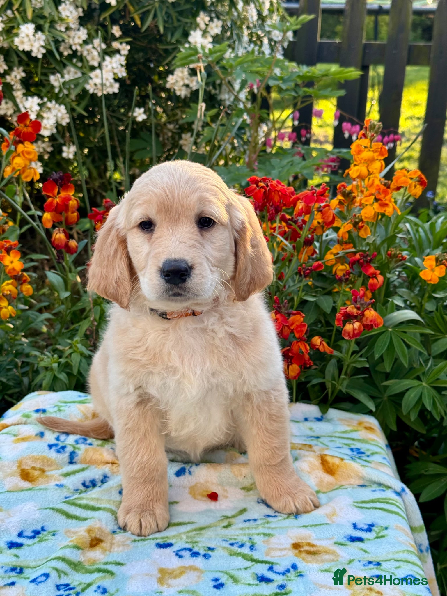 Goldendoodle dogs for sale: 1 boy left teddy bear like mini Goldendoodles  - Advert 13