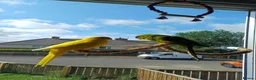 Parakeets birds for sale: 3 Kakarki parrots  in Durham - Advert 17