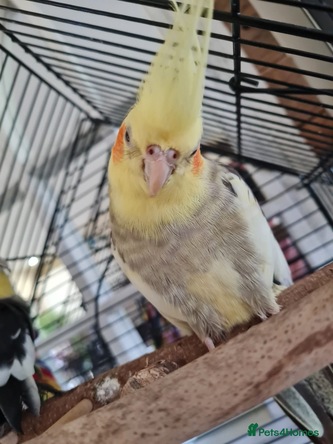 Cockatiels birds for sale: Hand tame cockatiels with cage - Image 2