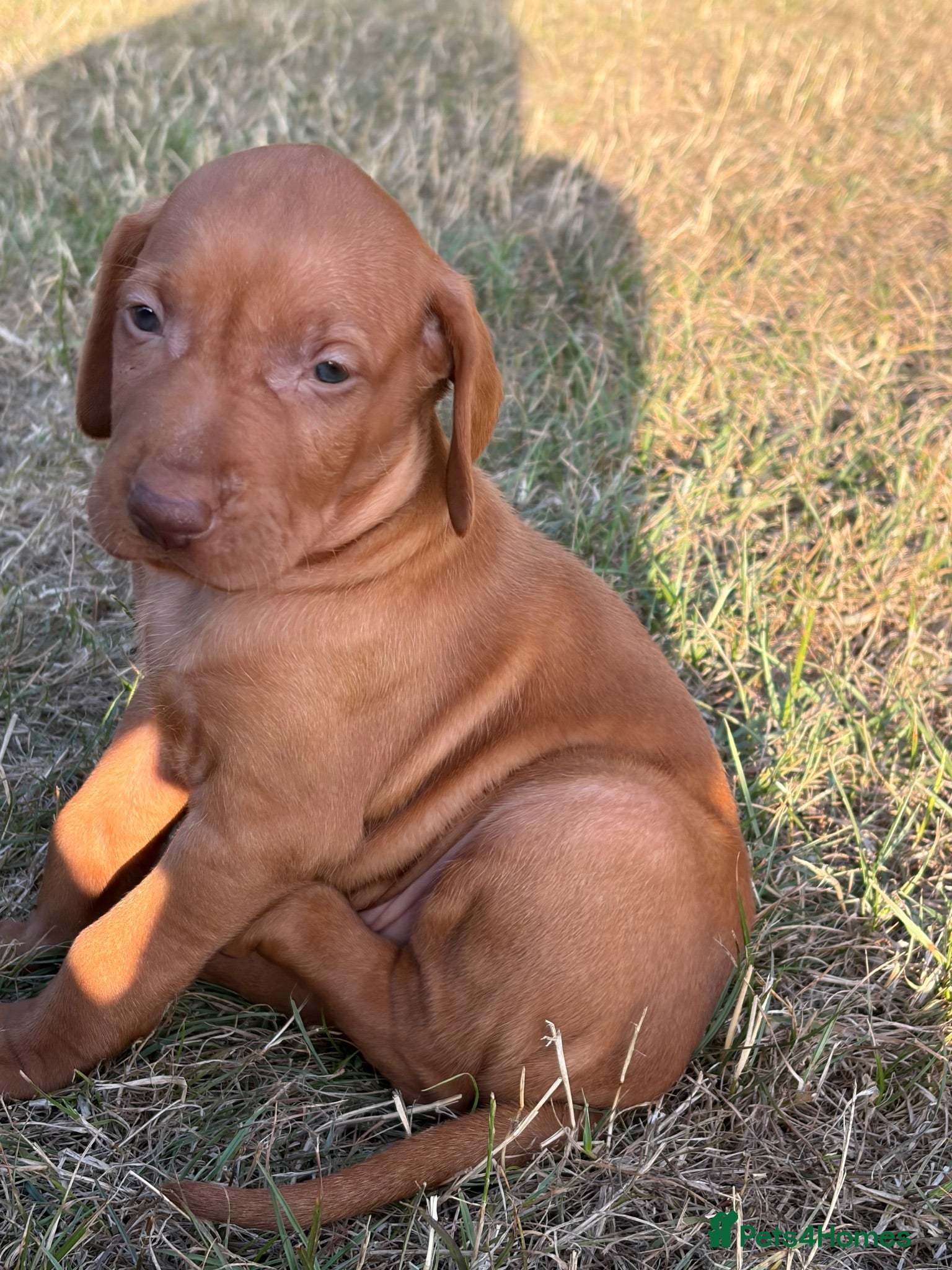 Hungarian Vizsla dogs Beautiful litter.  - Advert 3