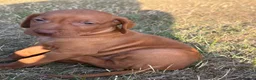 Hungarian Vizsla dogs for sale: Ready this weekend Beautiful litter.  - Advert 10