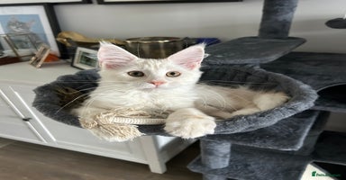 Maine Coon cats - Advert 2