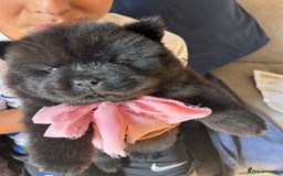 Chow Chow dogs for sale: Beautiful KC registered Chow Chow puppies  - Image 8